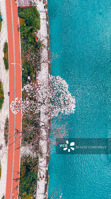 府河泡桐树图片素材