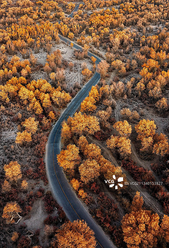 中国新疆最美秋色-胡杨林  蜿蜒的公路盘伸在胡杨林中图片素材