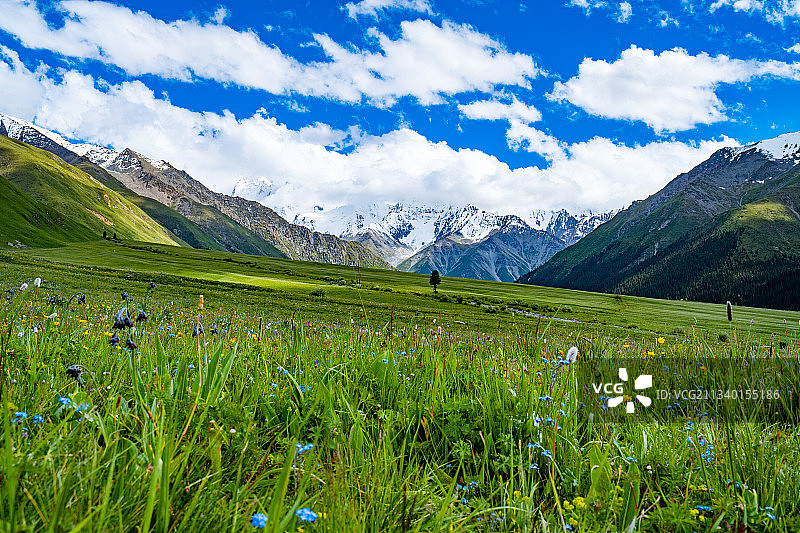 中国新疆伊犁昭苏夏塔古道西天山汗腾格里峰与花海图片素材