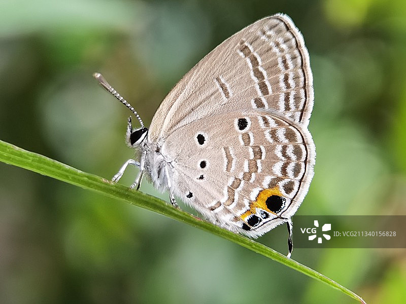 曲斑紫灰蝶图片素材