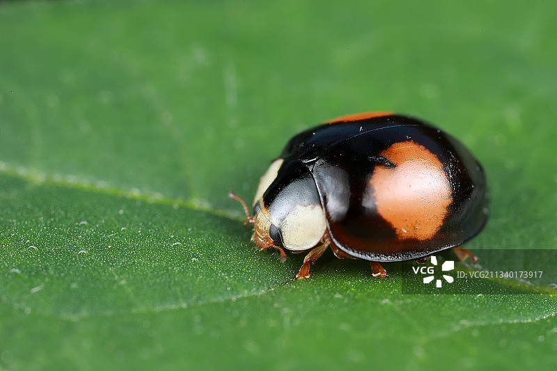 异色瓢虫图片素材