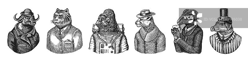 大猩猩、猴子、宇航员和绵羊喝啤酒图片素材