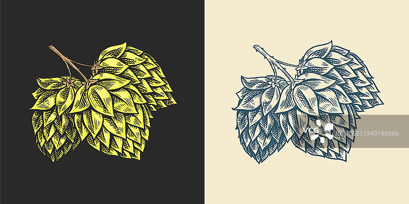 啤酒花和大麦麦芽复古雕刻套装图片素材