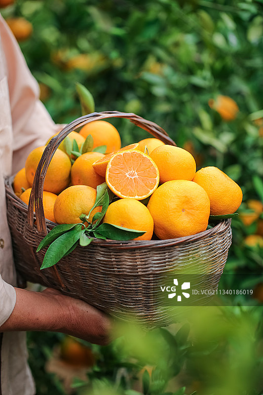 篮子里装着椪柑图片素材