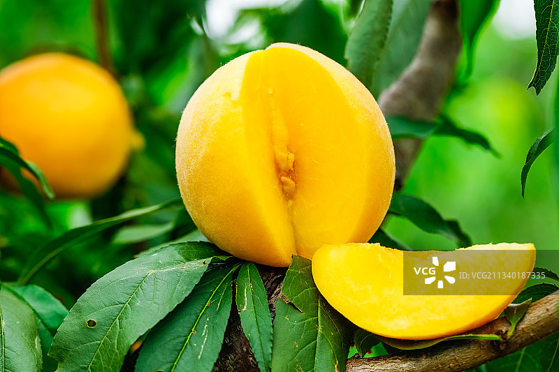 树枝上结的黄皮黄桃图片素材