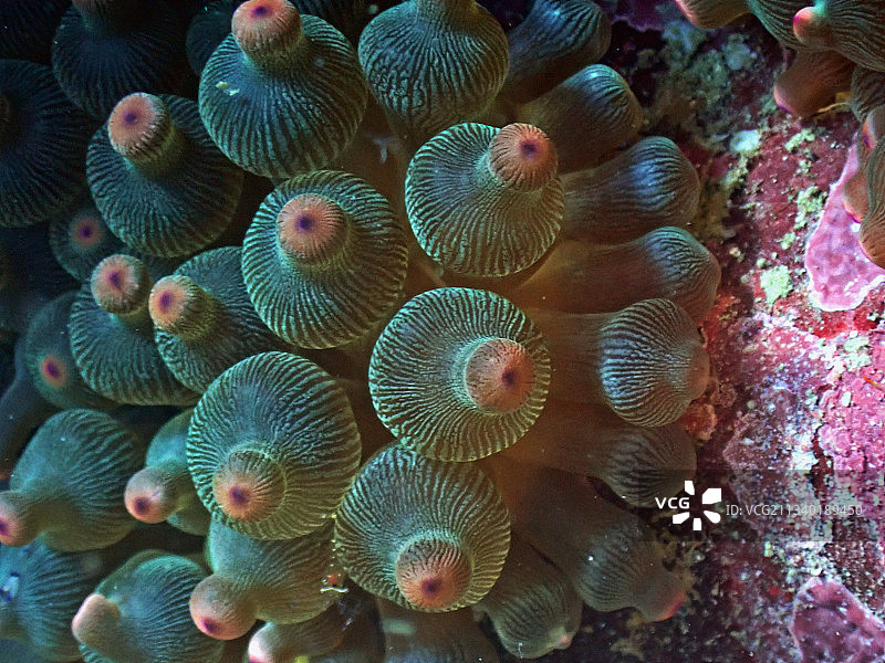 紫点奶嘴海葵图片素材