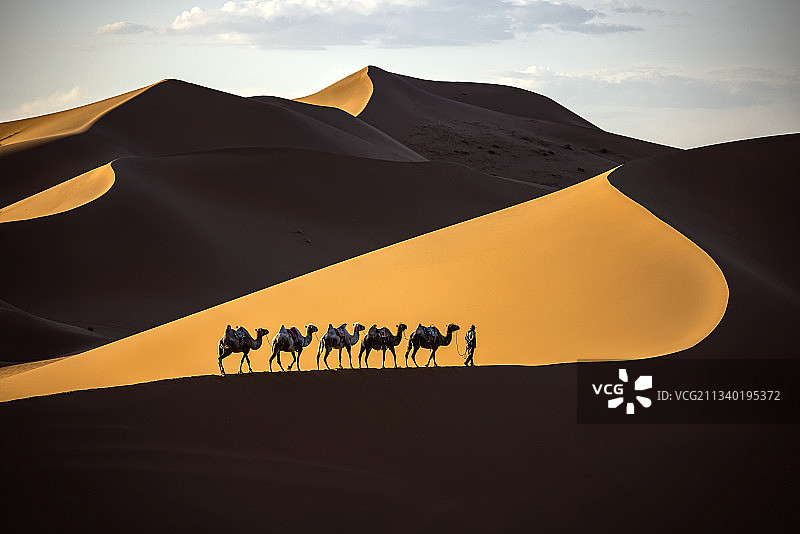 腾格里沙漠驼影图片素材