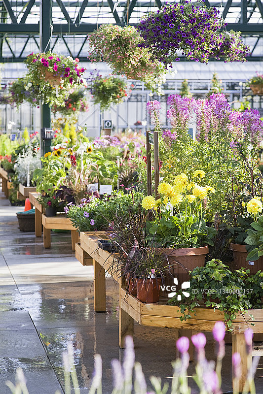 花园中心盆栽植物和悬挂花篮温室图片素材