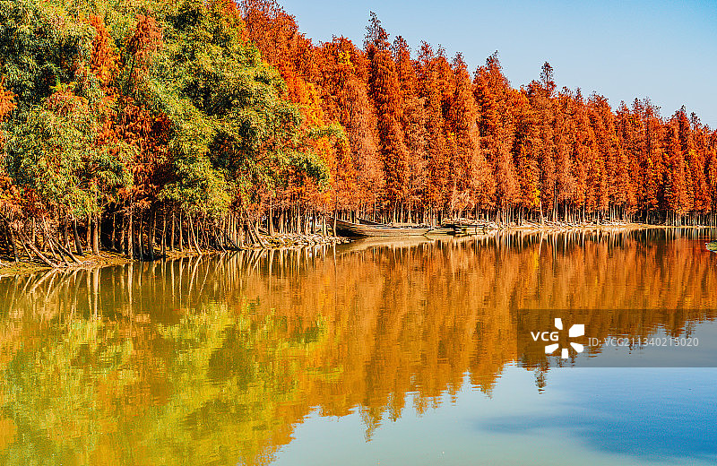 中山 颈口 落羽杉 红树林 码头图片素材