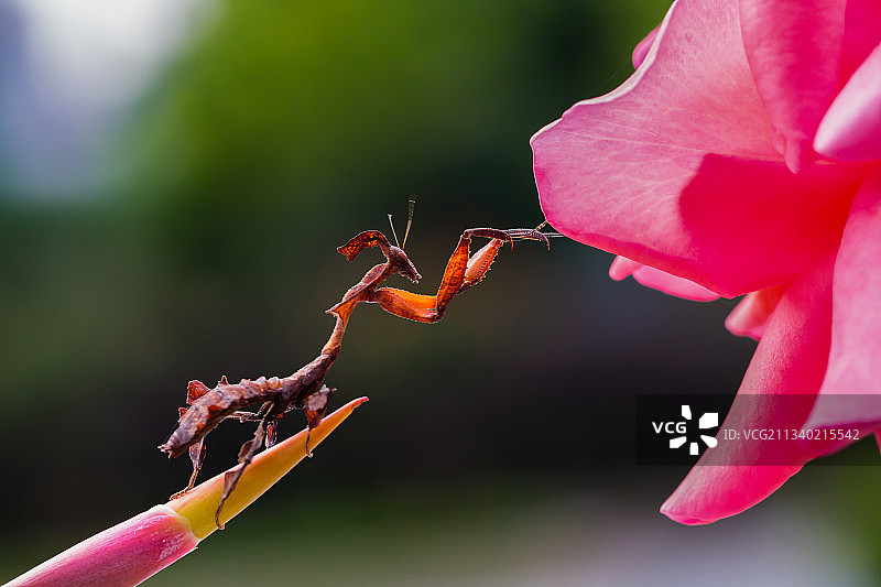 螳螂攀红花图片素材