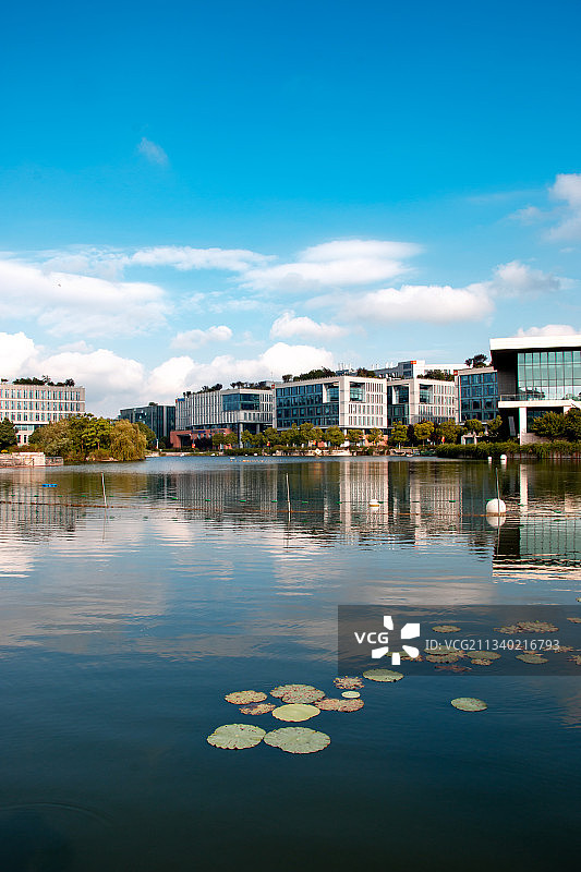 工业园区内的荷塘图片素材
