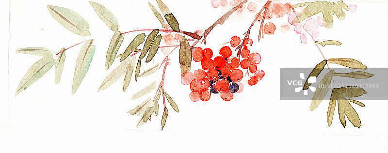 水彩插画秋天植物南天竹果实图片素材