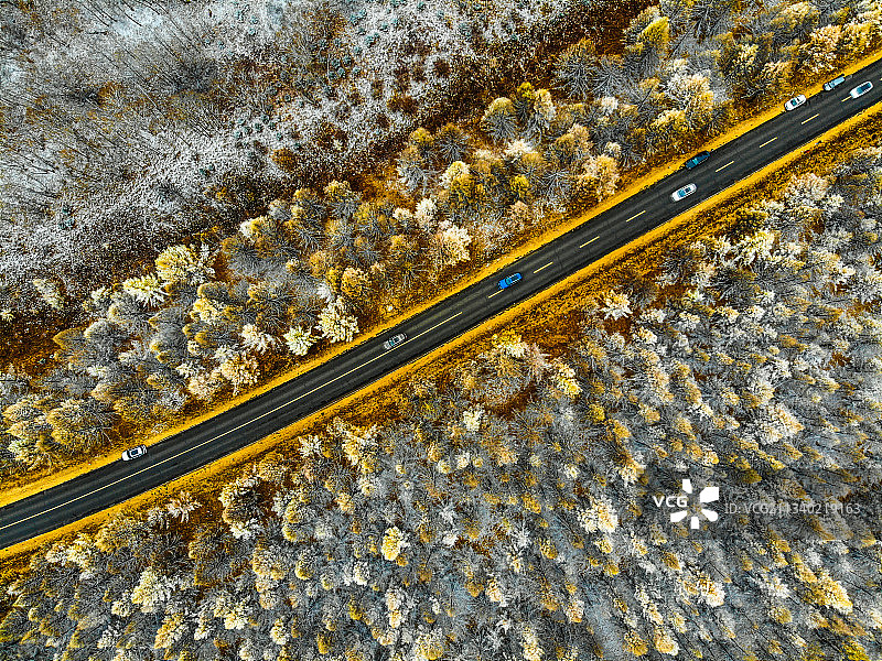 红松林初雪美景图片素材