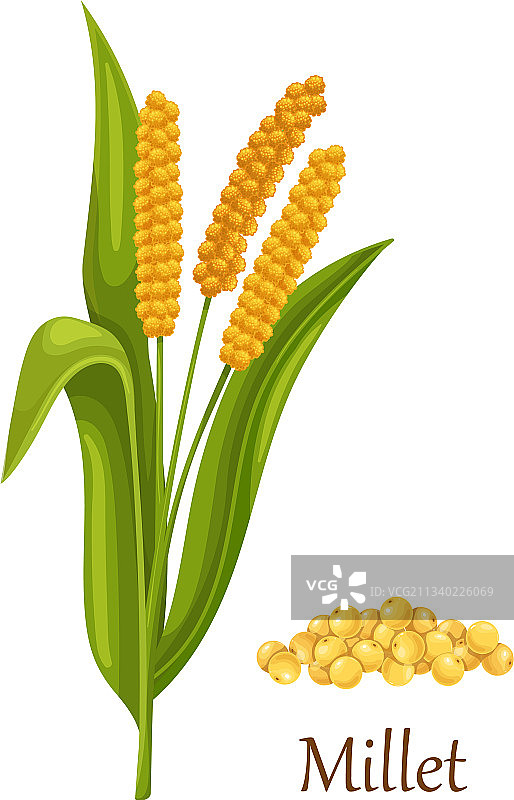 小米草谷物图片素材