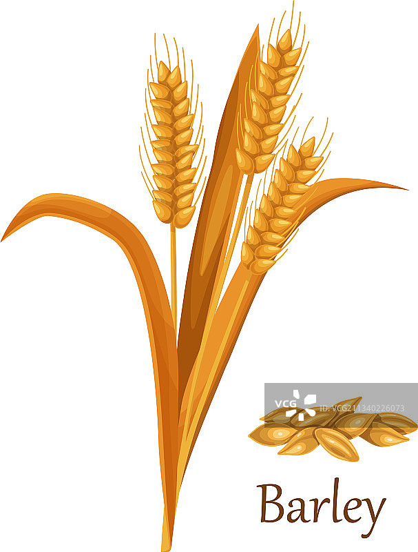 大麦草谷类作物图片素材