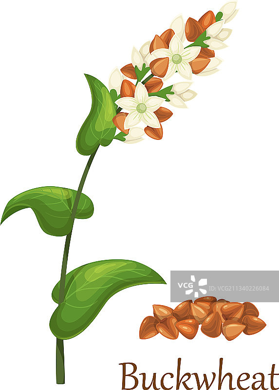 荞麦草谷类作物图片素材