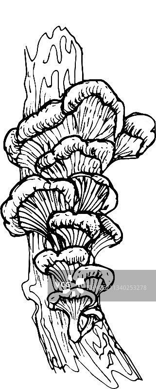 蘑菇菜单手绘图形图片素材