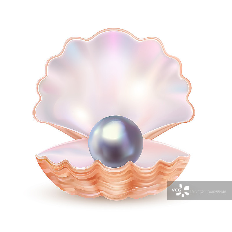 逼真风格的开放珍珠贝图片素材