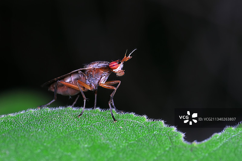 长角沼蝇图片素材