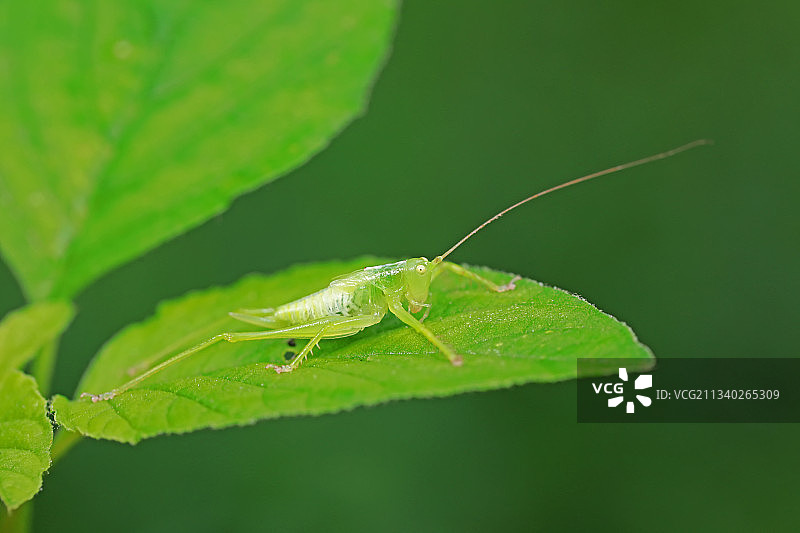 螽斯图片素材