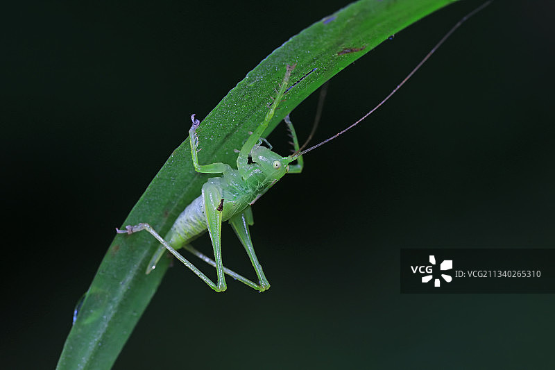 螽斯图片素材