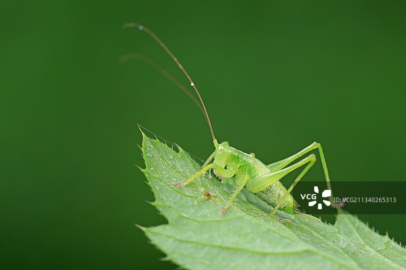 螽斯图片素材