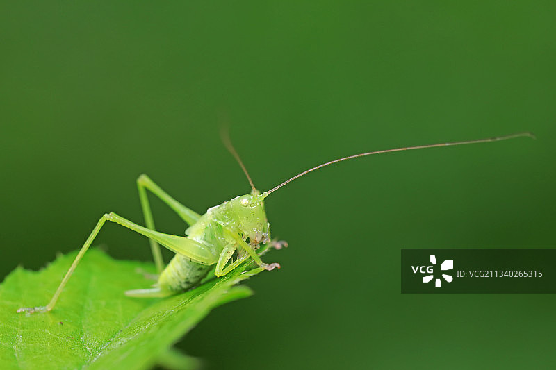 螽斯图片素材