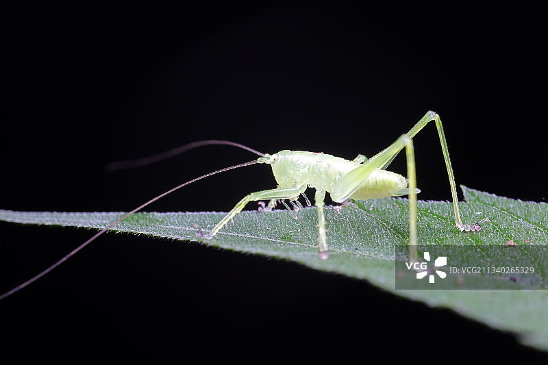 螽斯图片素材