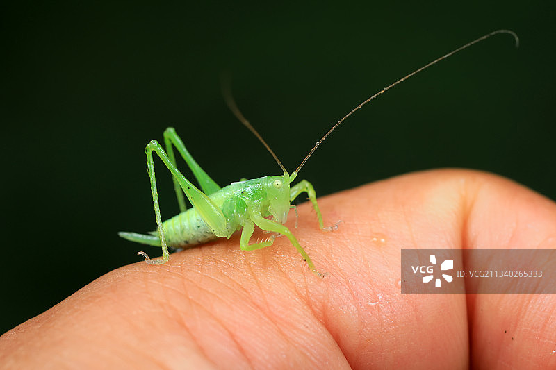 螽斯图片素材
