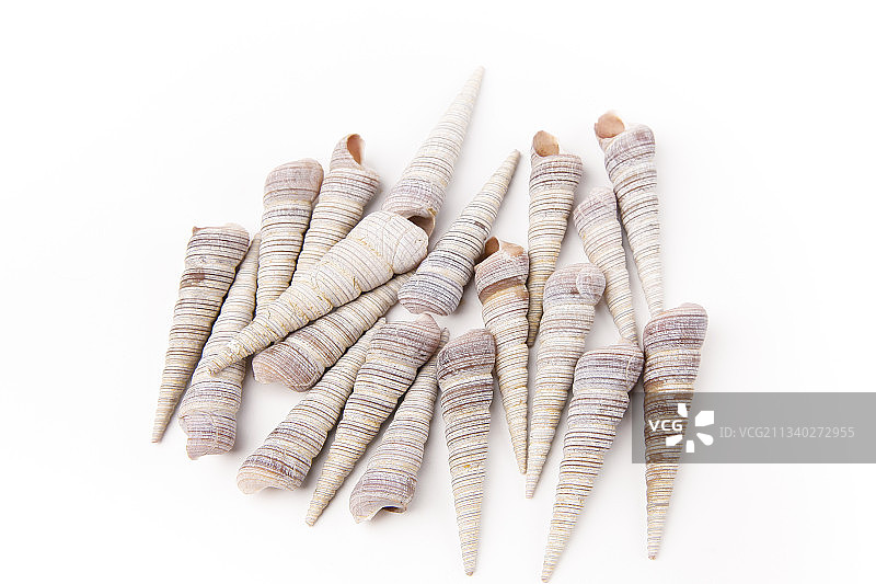 白底上的钉螺图片素材