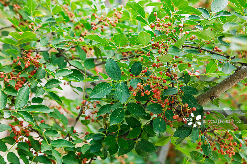 树枝上结的花椒图片素材