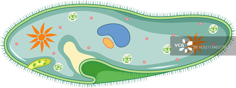 在白色背景上分离的草履虫图片素材