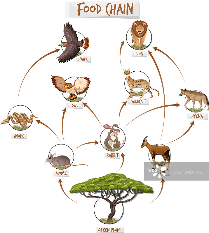 食物链图概念图片素材