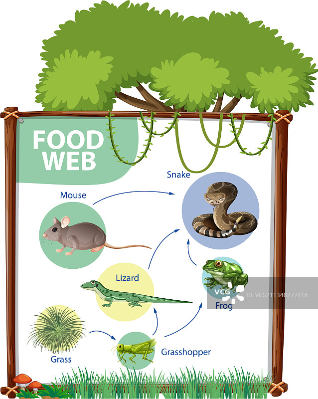 食物链图概念图片素材
