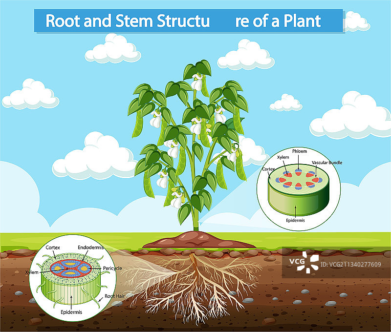 植物根茎结构图图片素材