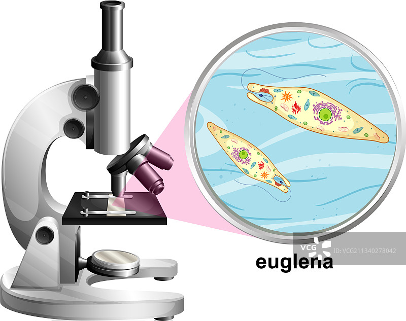 显微镜下的眼虫解剖结构图片素材