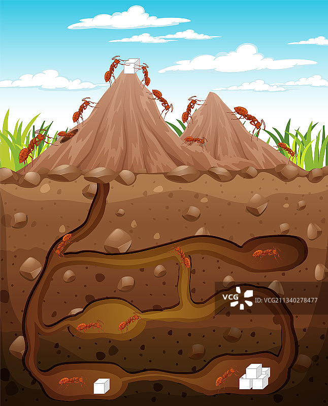 地下动物洞穴与蚂蚁家族图片素材