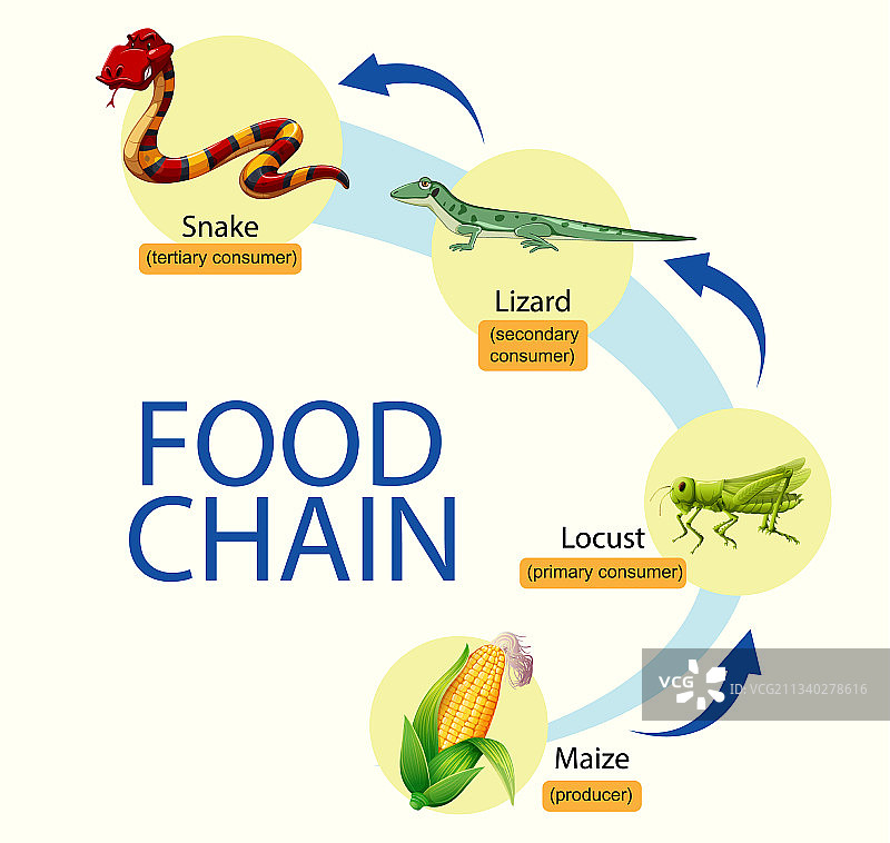 科学食物链图图片素材