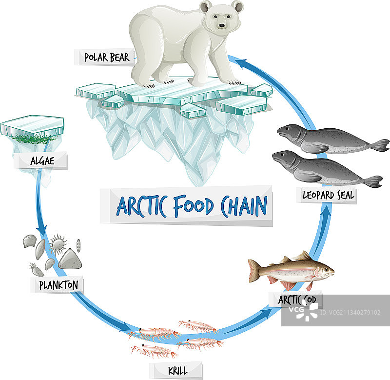 北极食物链图概念图片素材