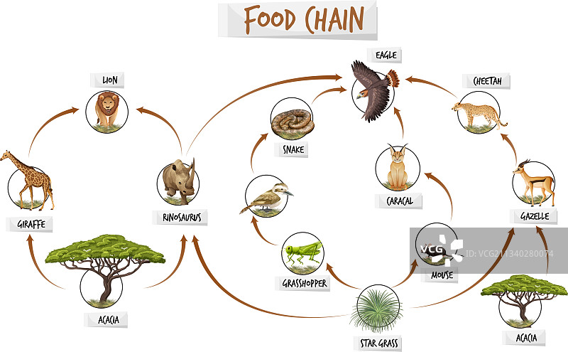 食物链示意图图片素材