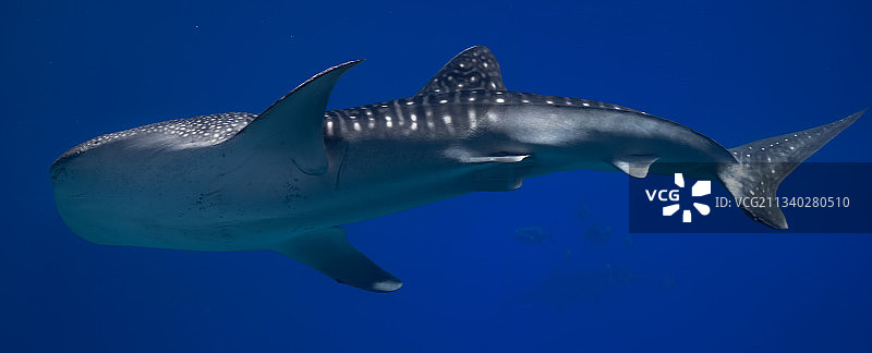 鲸鲨图片素材