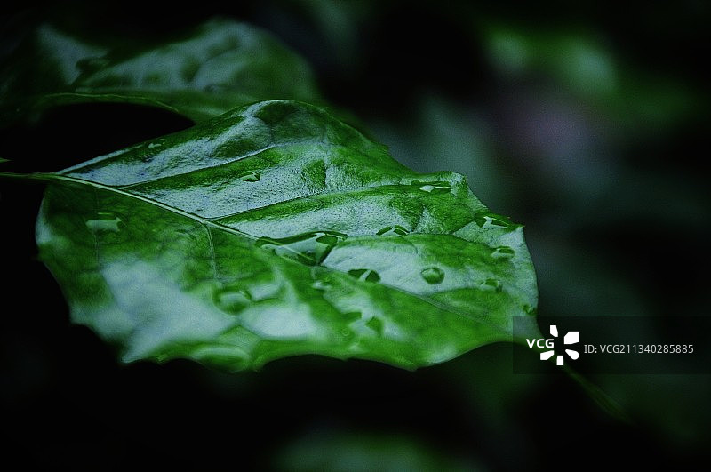 雨叶图片素材