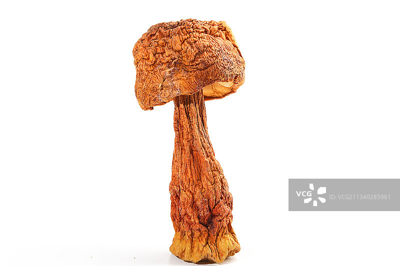 白底上的姬松茸图片素材