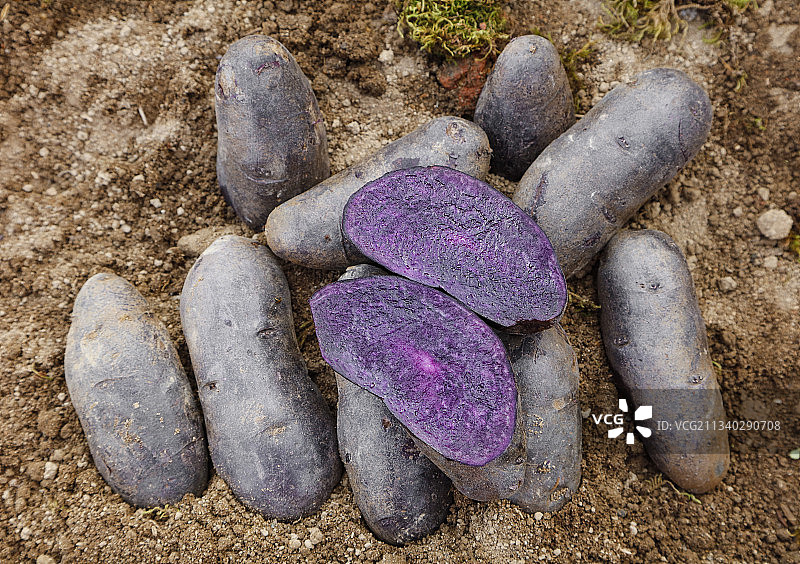 土地里的黑皮紫心土豆图片素材