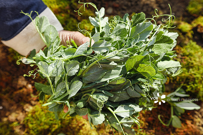 手里拿着豌豆苗图片素材