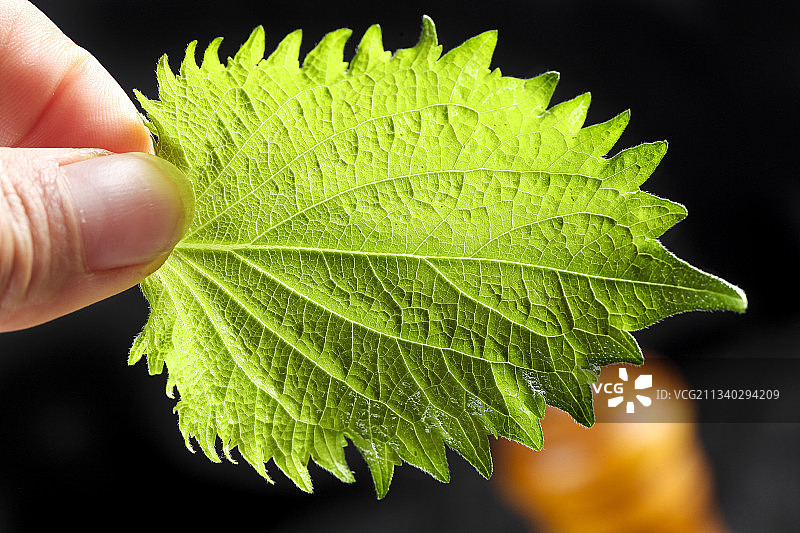 手拿紫苏叶图片素材