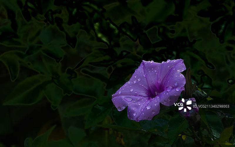 五爪金龙图片素材