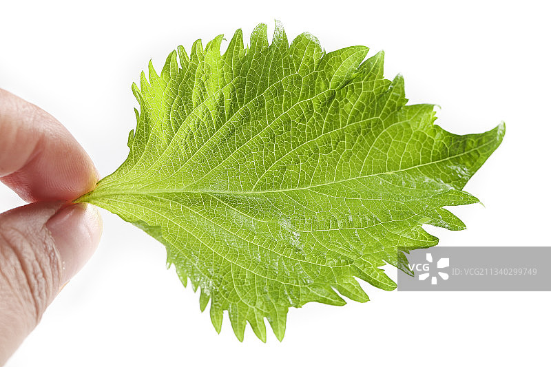手拿紫苏叶图片素材