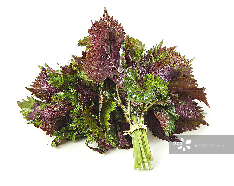 白底上的紫苏叶图片素材