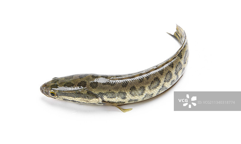 白底上的青鱼苗图片素材